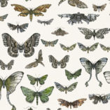 Entomologie-Moth-Drawer_Oyster-linen-blend_Original.jpg